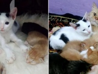 子育て中の母猫の懐に忍び込み、子供のふりをした孤独な子猫、愛と幸せを手に入れる（インドネシア）