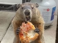 「ピザうめぇ！」2匹の犬に見せびらかしながらうまそうにピザを食べるウッドチャック（アメリカ）