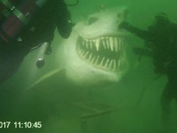 ポセイドン、巨大なヘビなど、水中で見つけた驚くべき14の人工物