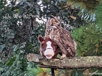 馬を狩ったど～！フクロウが馬をくわえて自慢げに飛び回る、おもちゃだけど