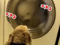 「大丈夫？目が回らないかしら？」 大親友のテディベア（ぬいぐるみ）が洗濯機で回されているのを心配そうに見守る犬