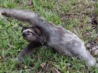 どうしてこうなったｗｗｗ　ヨガをするナマケモノが可愛すぎる