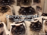 この中から本物の猫を探せ！本物は1匹のみ