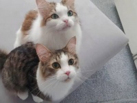 このまなざし、このタイミング！同じものを目で追う愛猫たちのシンクロニシティ