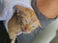 なぜそこに？メキシコ湾で溺れていた子猫を釣り人らが救出（アメリカ）