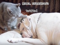 大好きな犬に起きてほしい猫。様々な猫手法を使い根気よく起こそうとする。