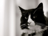 吾輩はフランスの猫である。インターネット猫ビデオ祭で金賞を受賞した黒白猫「アンリ」のアンニュイなつぶやき