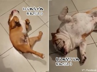 いたずら大好きブルドッグ2匹。問い詰められると死んだふり、「おやつ」という言葉で簡単蘇生