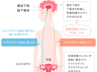 なかなか来ない……。生理周期が長くなる原因