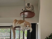 猫が犯罪捜査の鍵を握っている。猫に残された人間のDNAが手掛かりに