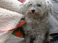Hope For Paws～ホームレスに世話されていた捨て犬、第二の犬生を歩み始める