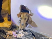 好奇心旺盛な犬、壁の中から出られなくなってしまい消防隊員らに救出される