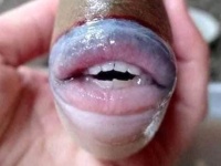 キスしたくなるほどふっくらセクシーな唇を持つ魚にTwitterざわざわ