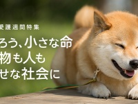 9月20日から26日は動物愛護週間！柴犬まる、東京ガーデンテラス紀尾井町へ行く