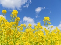 これは菜の花？アブラナ？（画像はイメージ）