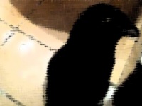 こいつはとんだカラスだぜ。大半の人がカラスとして処理しまったけど実は黒猫だった件