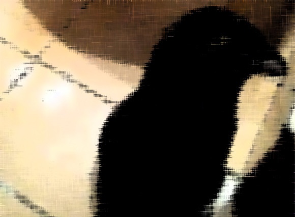 こいつはとんだカラスだぜ。大半の人がカラスとして処理しまったけど実は黒猫だった件