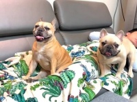 ご主人が帰宅！「遊んで！」「お散歩！」とねだる愛犬たちを尻目に、ソファに直行してそのまま寝てしまったところ…