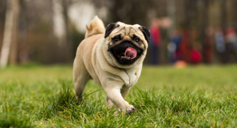 株式会社クリスタルインターナショナルのプレスリリース画像