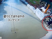 おい待て、ちょっと待て！塗りたてのコンクリートに犬が接近、悲劇はこの後すぐ！