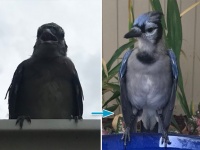 ある日突然やってきた薄汚れた鳥は、美しい青い鳥だった。男性と鳥の友情物語（アメリカ）