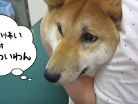柴犬の絶望。病院でのお注射編