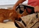 『早く逃げて！』獣医さんから必死で親友を助ける猫が可愛い！