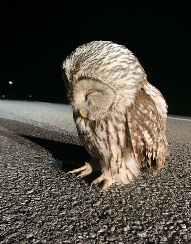 道路でジッとしているフクロウ（画像提供：山族ゾク(＠sanzokukyotei)さん）