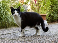 9か月間行方不明だった猫、近所の家でしれーっと暮らしていたことが発覚