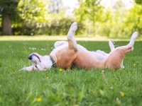 犬が死んだふりしてるけど騙されないで！飼い主が警告の看板を出す