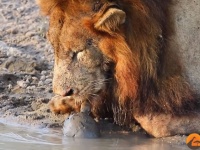 命知らずかな。水を飲むライオンたちに近づく亀。キスする勢いで口元まで顔を押し付ける