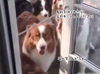 おりこうワンズ！名前を呼ばれるまでじっとドアの前で待機する自制心の高い犬たち