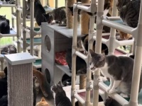 飼い猫に向かない元野良猫たちのための聖域。ミネソタ州の永遠の保護区