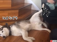 ハスキーは撫でられたい。腹だし足ドンで飼い主に催促しまくる態度