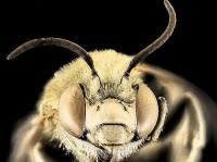 体の半分がオスで半分がメス。雌雄モザイクの不思議な蜂が発見される（パナマ）※昆虫出演中