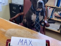 一年半も引き取りてが現れなかった犬、施設のアイデアでついに永遠の家が見つかる（アメリカ）