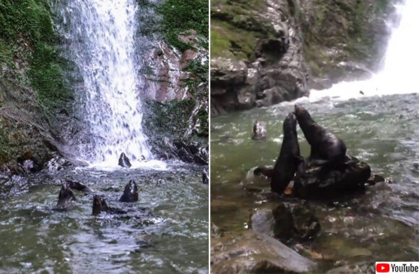 ディズニー映画かな？自然豊かな滝のふもとで仲良く遊ぶ3,000頭ものオットセイ