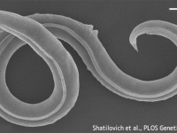 またしても目覚めさせてしまったようだ。永久凍土で眠っていた4万6000年前の線虫が覚醒