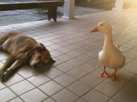 大親友を亡くして失意の日々を送っていた犬。彼に再び生きる力を与えたのは1羽のアヒルの存在だった（アメリカ）