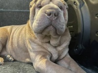 犬を盗んだことを認めた薬物中毒の女性に、飼い主は処罰を求めずリハビリ治療費を提供すると提案（カナダ）