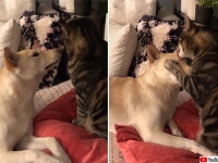 猫からキスをしてもらうまで絶対に諦めない犬