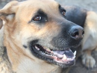 「泥棒に入った人へ。他はいいです。亡き愛犬の思い出がつまったメモリーカードだけは返して下さい」涙の張り紙（カナダ）