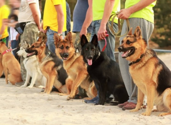 賢くてしつけやすいとされている10の犬種（海外）