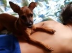 まだ眠たいんだよ！　犬、パパから息子を守る