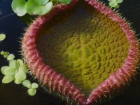 圧巻！巨大な葉を広げる水生植物、オオオニバスのタイムラプス映像
