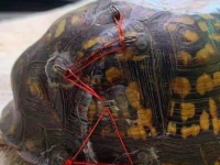 負傷したカメの治療にブラホックが役に立つ。動物保護団体が使用済みブラジャーのホックの寄付を呼び掛ける
