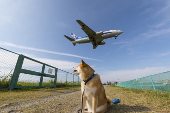 遊びも仕事も大忙し！柴犬まる、関西巡業ででっかい飛行機に出会う