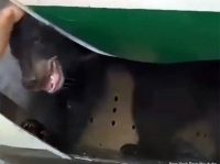 飛行機の貨物室の木箱から子グマが脱走する仰天ハプニング
