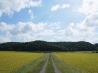 田んぼ道での恐怖体験...。画像はイメージです（M Murakamiさん撮影、flickrより）