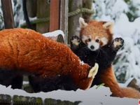 控えめにいってもかわいすぎる。レッドパンダの子、初めての雪に大興奮